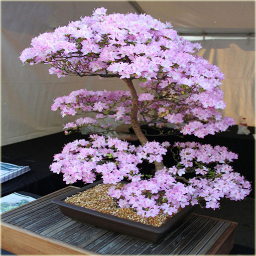 Bonsai sakura kwiat wiśni 
